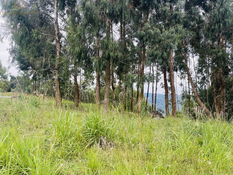 Terreno com vista para o Vale em Canela: 1ª foto da galeria de imagens do imóvel