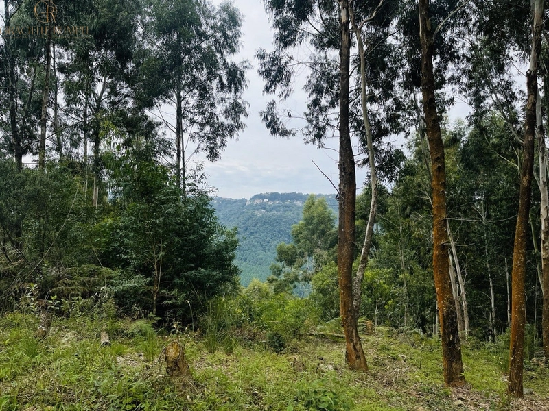 Terreno com vista para o Vale em Canela: 4ª foto da galeria de imagens do imóvel