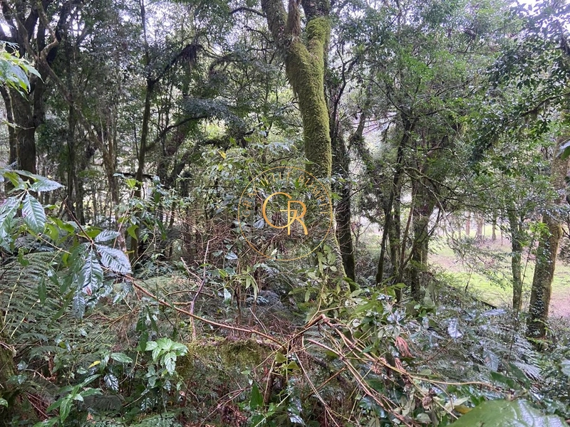 Terreno no condomínio O Bosque, 1.300m² com projeto aprovado: 9ª foto da galeria de imagens do imóvel