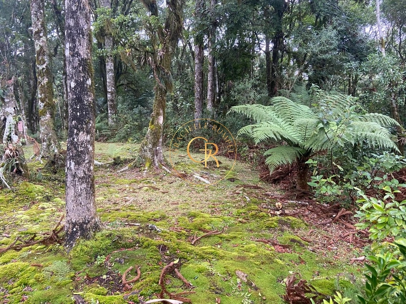 Terreno no condomínio O Bosque, 1.300m² com projeto aprovado: 8ª foto da galeria de imagens do imóvel