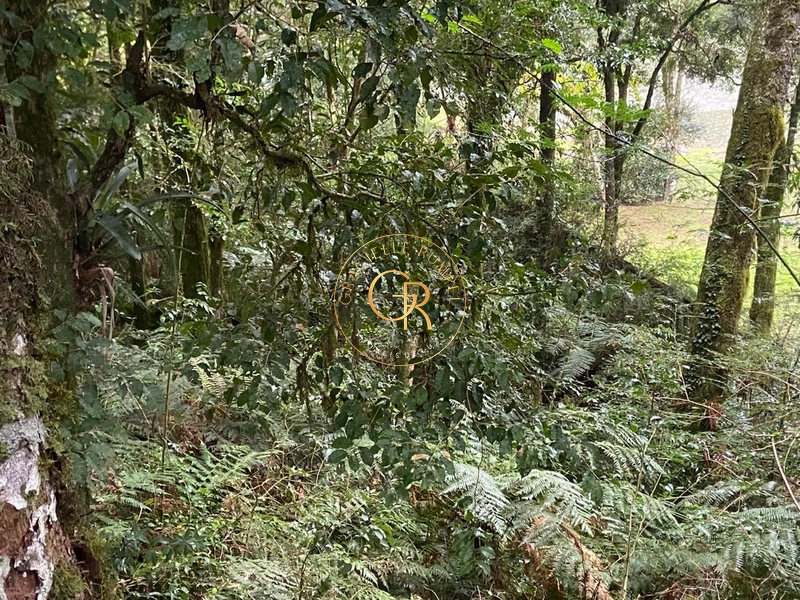 Terreno no condomínio O Bosque, 1.300m² com projeto aprovado: 12ª foto da galeria de imagens do imóvel