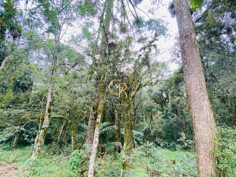 Terreno no condomínio Pinheiro Grosso!: 1ª foto da galeria de imagens do imóvel