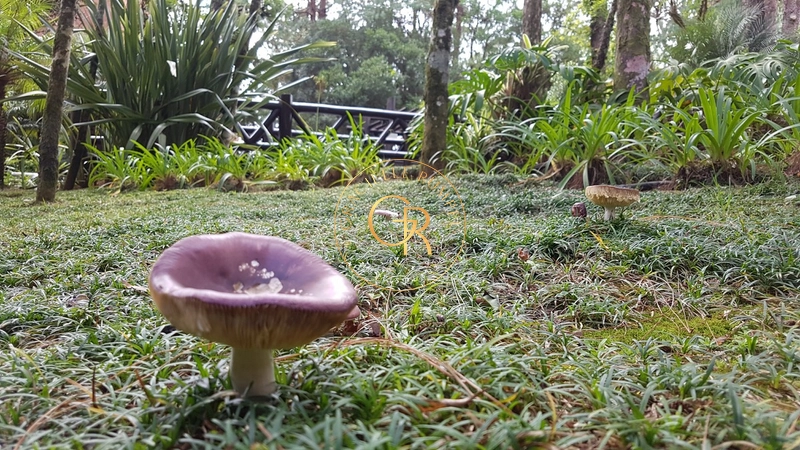 Apartamento de 01 dormitório em Gramado: 21ª foto da galeria de imagens do imóvel