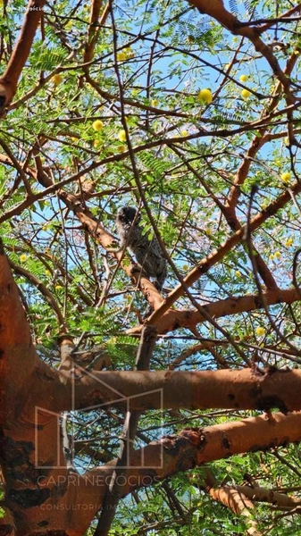 Terreno em Condomínio para Venda em Jaguariúna / SP no bairro Zona Rural: 30ª foto da galeria de imagens do imóvel