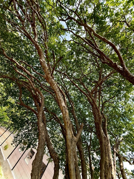 5.000 metros privativos de natureza e bem estar,  dentro da cidade maravilhosa: 41ª foto da galeria de imagens do imóvel