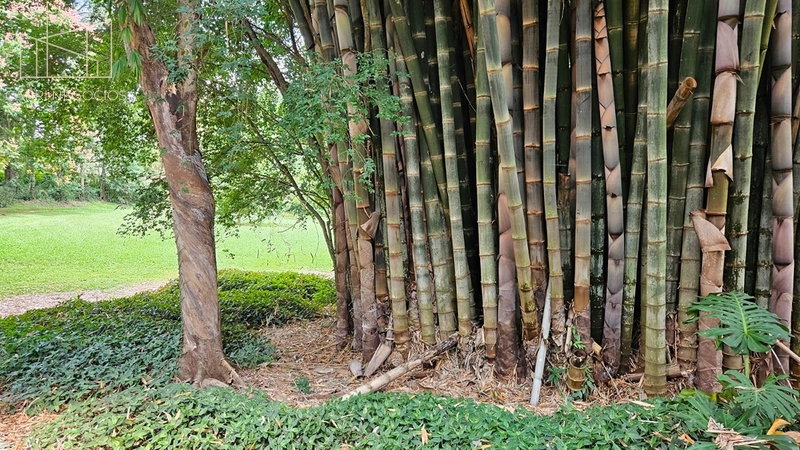 Chácara de 6.500m² a venda - Mosteiro de Itaici - Indaiatuba: 14ª foto da galeria de imagens do imóvel