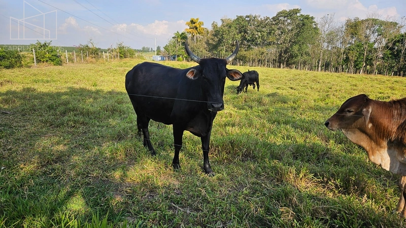 Chácara a venda - 34mil m² - Monte Mor: 5ª foto da galeria de imagens do imóvel
