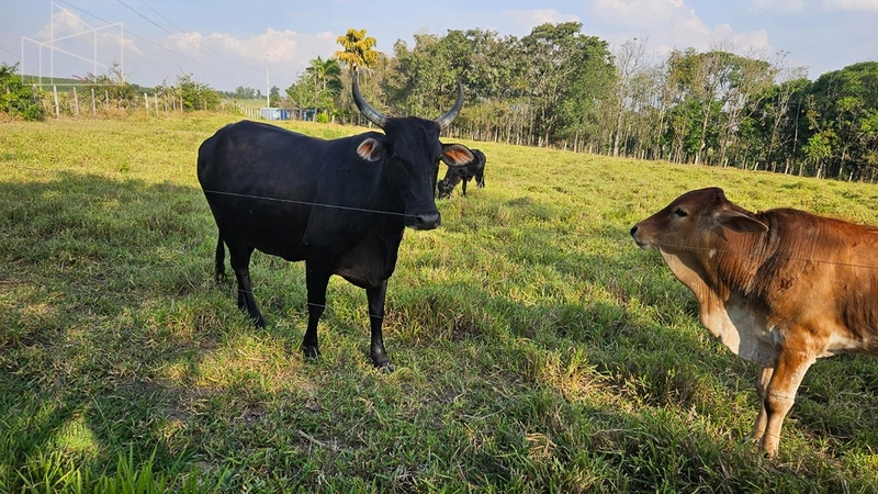 Chácara a venda - 34mil m² - Monte Mor: 8ª foto da galeria de imagens do imóvel