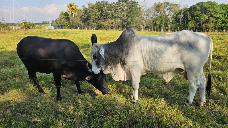 Chácara a venda - 34mil m² - Monte Mor: 4ª foto da galeria de imagens do imóvel