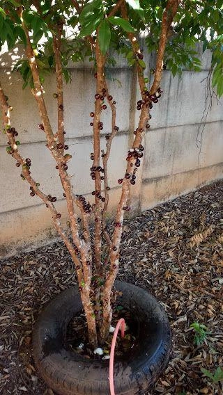 Chácara para Venda em Indaiatuba / SP no bairro Parque Das Bandeiras: 21ª foto da galeria de imagens do imóvel