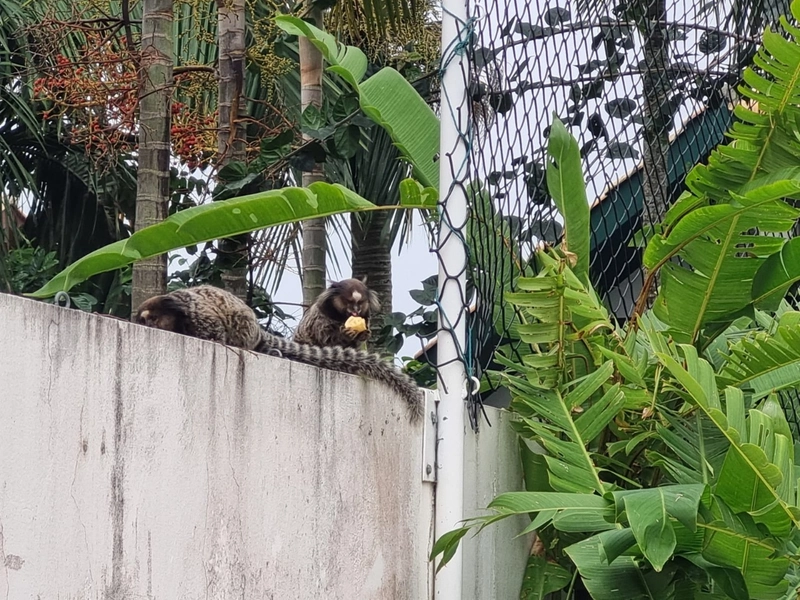 null: 44ª foto da galeria de imagens do imóvel