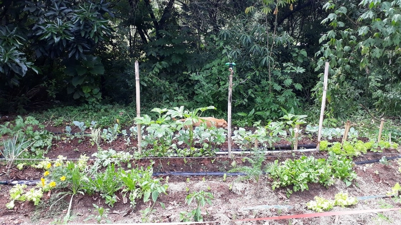 Propriedade Rural à Venda – Bairro Passa Três - Tuiuti/SP: 3ª foto da galeria de imagens do imóvel