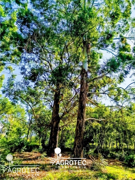 chácara, sitio: 4ª foto da galeria de imagens do imóvel