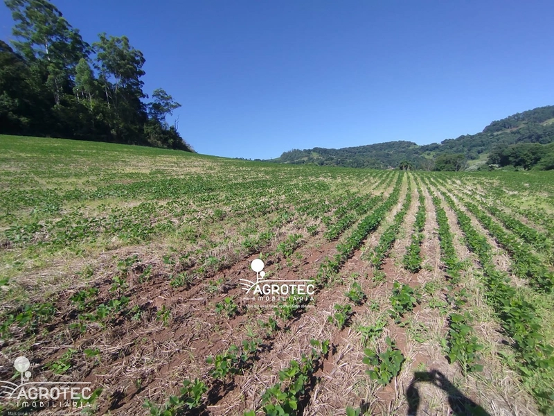 Propriedade Rural completa, Ideal para quem busca produção e investimento. : 8ª foto da galeria de imagens do imóvel