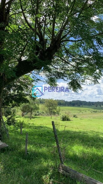 Chácara Passo do Guedes/Vigia: 3ª foto da galeria de imagens do imóvel