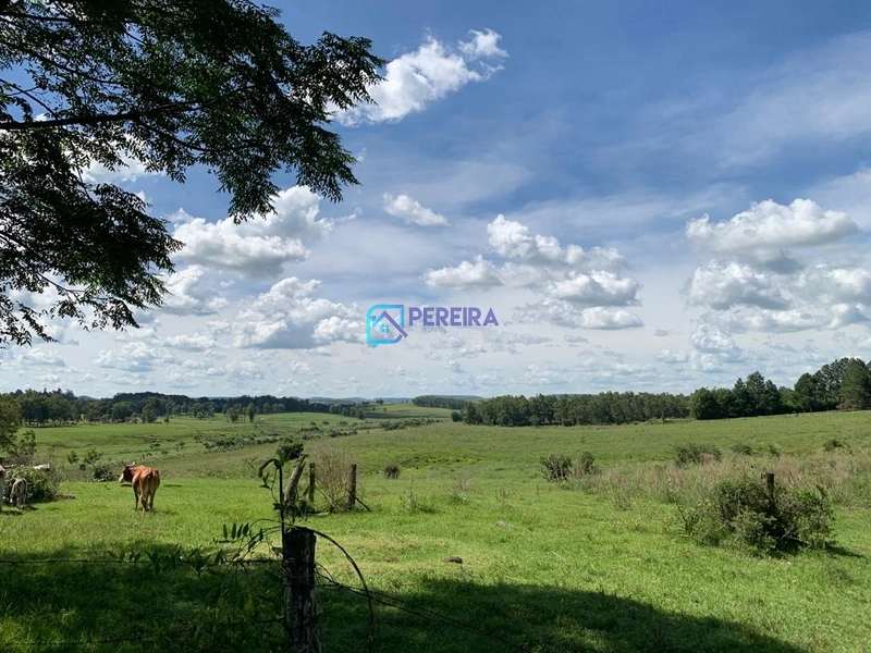 Chácara Passo do Guedes/Vigia: 4ª foto da galeria de imagens do imóvel