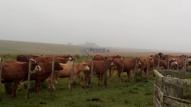 Campo no Coxília Negra em Livramento: 4ª foto da galeria de imagens do imóvel