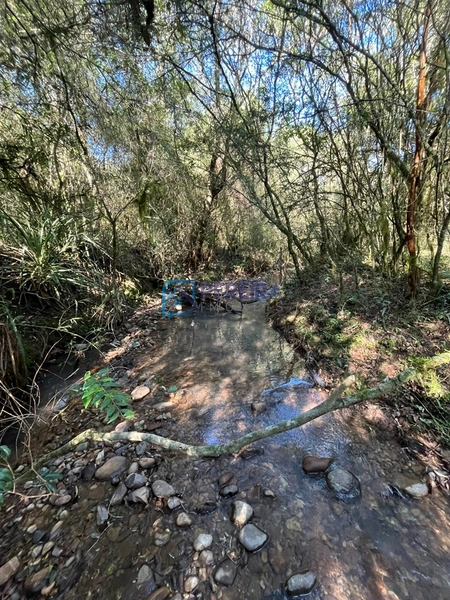Campo com 62 hectares em Caçapava do Sul.: 7ª foto da galeria de imagens do imóvel