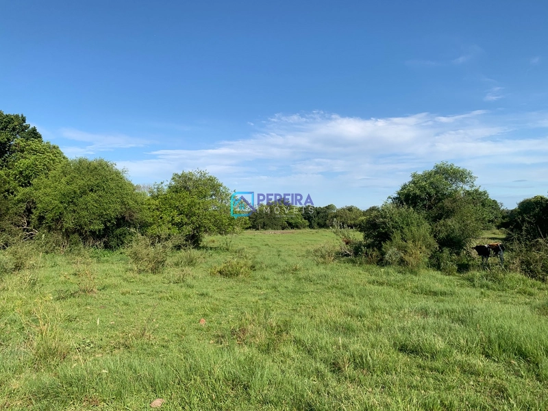 Chácara no Espinilho/Estrada da Caneleira: 3ª foto da galeria de imagens do imóvel