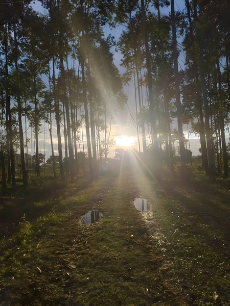 SÍTIO À VENDA EM ARROIO TEIXEIRA: 4ª foto da galeria de imagens do imóvel