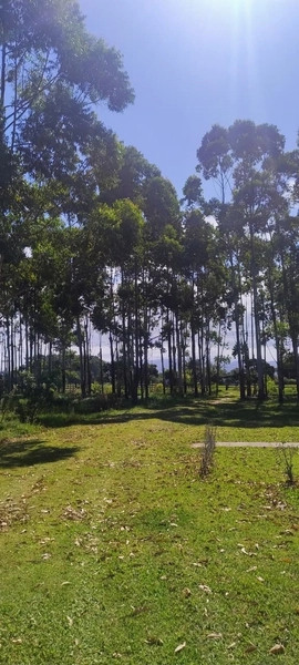 SÍTIO À VENDA EM ARROIO TEIXEIRA: 5ª foto da galeria de imagens do imóvel
