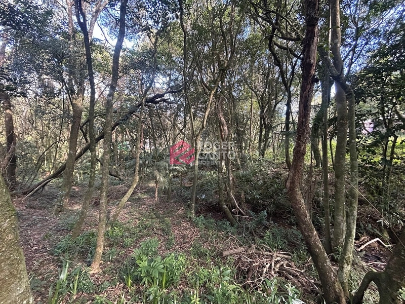 Encantadora área no Morro da Borússia: 9ª foto da galeria de imagens do imóvel