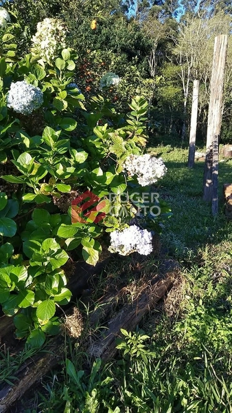 TERRENO BORUSSIA: 3ª foto da galeria de imagens do imóvel