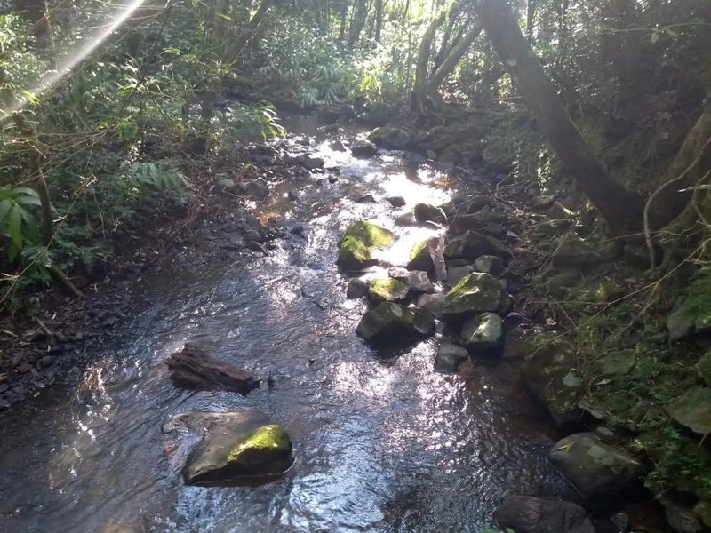 Excelente área no Morro da Borússia próxima ao Restaurante Dodô: 18ª foto da galeria de imagens do imóvel