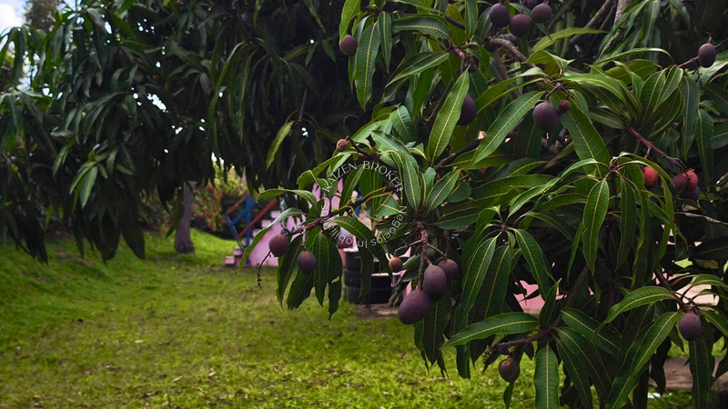 🏡 Seu Paraíso: Chácara Completa com Piscina e Água de Mina em Pedra Bela/SP! ✨: 22ª foto da galeria de imagens do imóvel