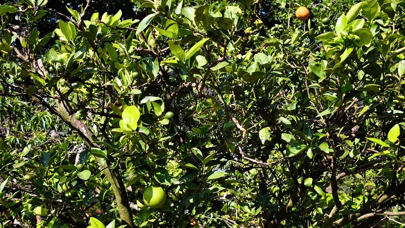 🏡 Seu Paraíso: Chácara Completa com Piscina e Água de Mina em Pedra Bela/SP! ✨: 13ª foto da galeria de imagens do imóvel