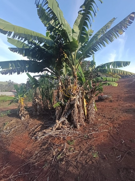 Chácara à venda em Água Comprida – Bragança Paulista/SP. 3.000m² com casa de 2 dormitórios, espaço para lazer, horta ou cultivo. Tranquilidade e natureza perto da cidade!: 35ª foto da galeria de imagens do imóvel