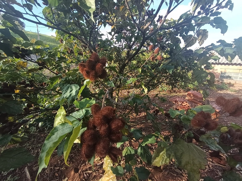 Chácara à venda em Água Comprida – Bragança Paulista/SP. 3.000m² com casa de 2 dormitórios, espaço para lazer, horta ou cultivo. Tranquilidade e natureza perto da cidade!: 30ª foto da galeria de imagens do imóvel