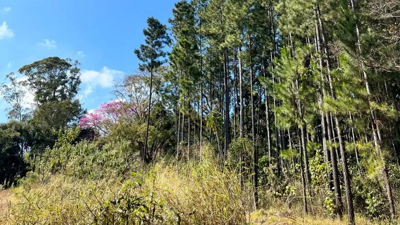Imóvel rural em Bragança Paulista com estrutura completa, acesso asfaltado, poço semi-artesiano e alto potencial de valorização.: 29ª foto da galeria de imagens do imóvel