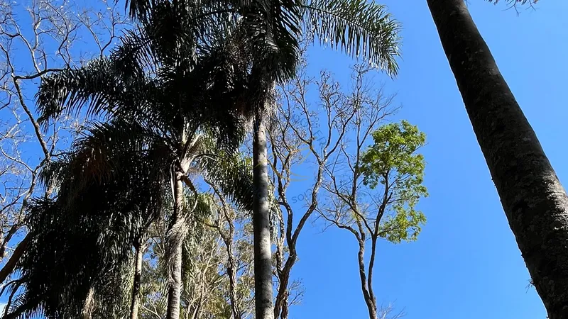 Imóvel rural em Bragança Paulista com estrutura completa, acesso asfaltado, poço semi-artesiano e alto potencial de valorização.: 15ª foto da galeria de imagens do imóvel