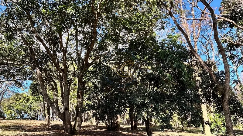 Imóvel rural em Bragança Paulista com estrutura completa, acesso asfaltado, poço semi-artesiano e alto potencial de valorização.: 16ª foto da galeria de imagens do imóvel