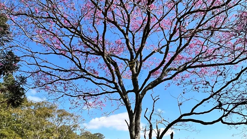 Imóvel rural em Bragança Paulista com estrutura completa, acesso asfaltado, poço semi-artesiano e alto potencial de valorização.: 21ª foto da galeria de imagens do imóvel