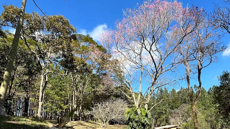 Imóvel rural em Bragança Paulista com estrutura completa, acesso asfaltado, poço semi-artesiano e alto potencial de valorização.: 4ª foto da galeria de imagens do imóvel