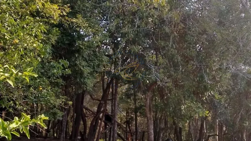 Chácara à venda em Água Comprida – Bragança Paulista/SP. 12.000m² com casa principal, casa de caseiro, bosque, campo de futebol e espaço para aves. Natureza e tranquilidade!: 11ª foto da galeria de imagens do imóvel