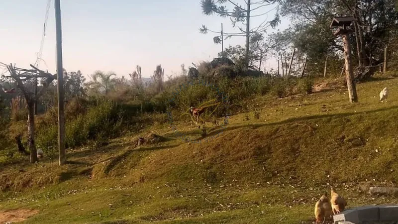 Chácara à venda em Água Comprida – Bragança Paulista/SP. 12.000m² com casa principal, casa de caseiro, bosque, campo de futebol e espaço para aves. Natureza e tranquilidade!: 4ª foto da galeria de imagens do imóvel
