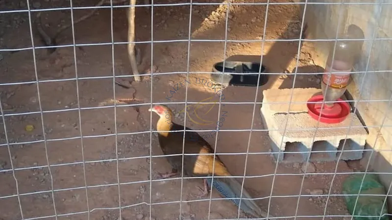 Chácara à venda em Água Comprida – Bragança Paulista/SP. 12.000m² com casa principal, casa de caseiro, bosque, campo de futebol e espaço para aves. Natureza e tranquilidade!: 7ª foto da galeria de imagens do imóvel