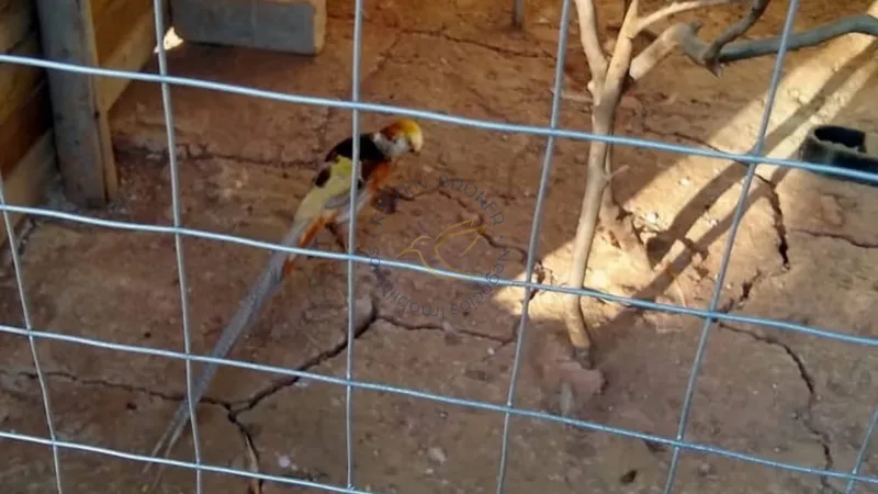 Chácara à venda em Água Comprida – Bragança Paulista/SP. 12.000m² com casa principal, casa de caseiro, bosque, campo de futebol e espaço para aves. Natureza e tranquilidade!: 8ª foto da galeria de imagens do imóvel