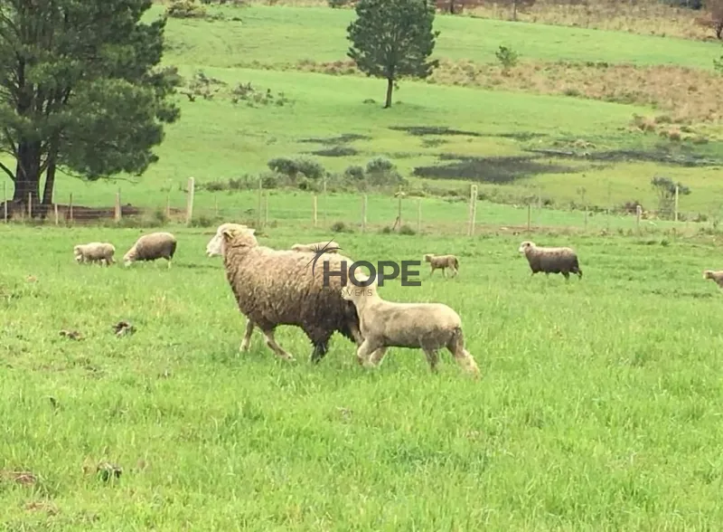 FAZENDA COM 161 HECTARES PRÓXIMO AOS CANIOS DE CAMBARÁ DO SUL!: 15ª foto da galeria de imagens do imóvel