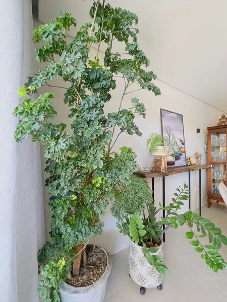 EXCELENTE CASA ALTO PADRÃO COM PISCINA : 15ª foto da galeria de imagens do imóvel