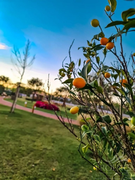 Terreno Condomínio Terrasul: 6ª foto da galeria de imagens do imóvel