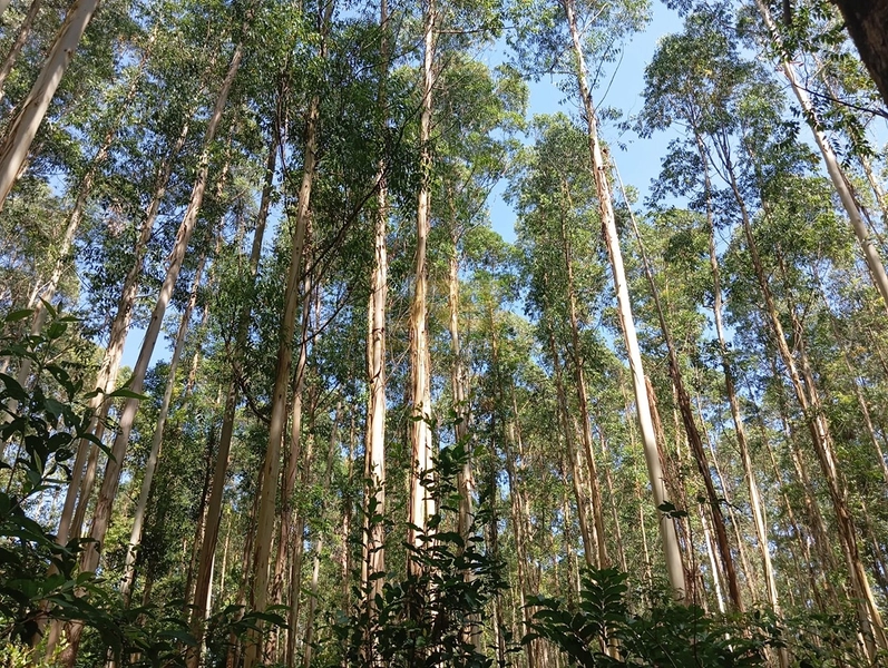 17,49 ha À VENDA AS MARGENS DA RS-585: 6ª foto da galeria de imagens do imóvel