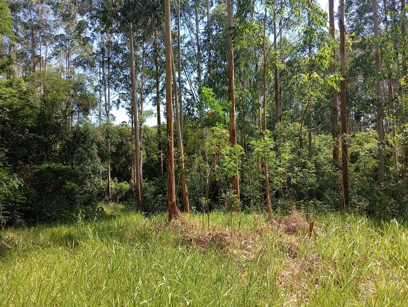 17,49 ha À VENDA AS MARGENS DA RS-585: 10ª foto da galeria de imagens do imóvel