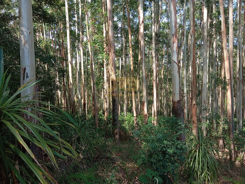 17,49 ha À VENDA AS MARGENS DA RS-585: 5ª foto da galeria de imagens do imóvel