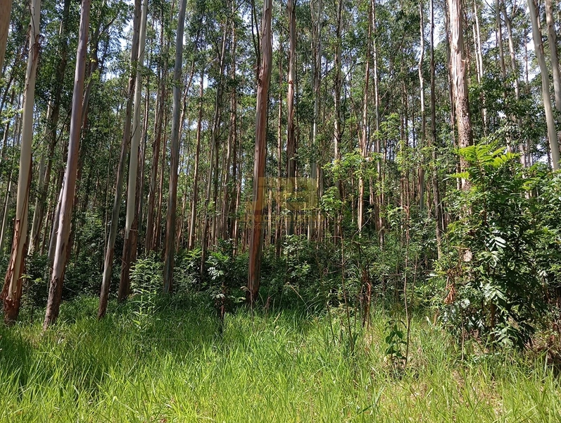 17,49 ha À VENDA AS MARGENS DA RS-585: 13ª foto da galeria de imagens do imóvel