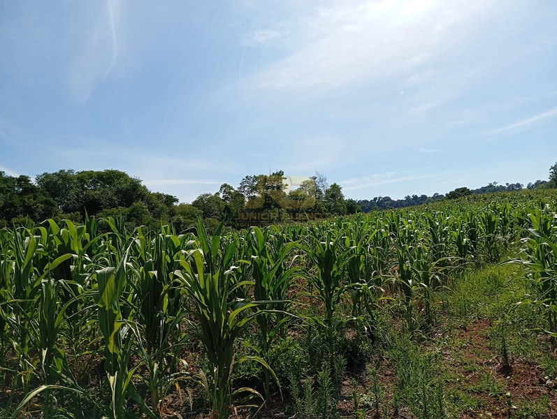 17,49 ha À VENDA AS MARGENS DA RS-585: 4ª foto da galeria de imagens do imóvel