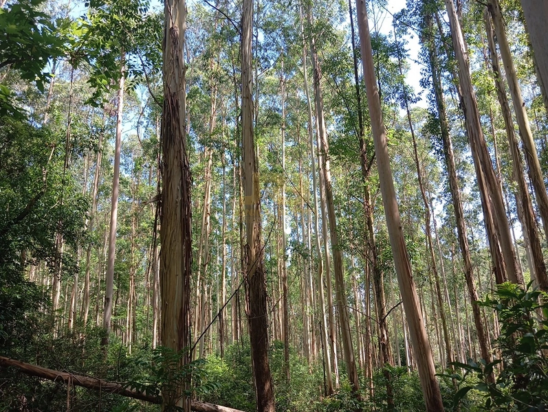 17,49 ha À VENDA AS MARGENS DA RS-585: 8ª foto da galeria de imagens do imóvel